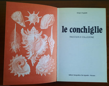 Le conchiglie. Raccolta e collezione