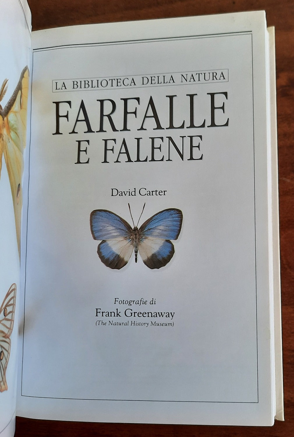 Farfalle e falene