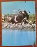 Io Africa - Folco Quilici - 1979 - Libreria Biellese
