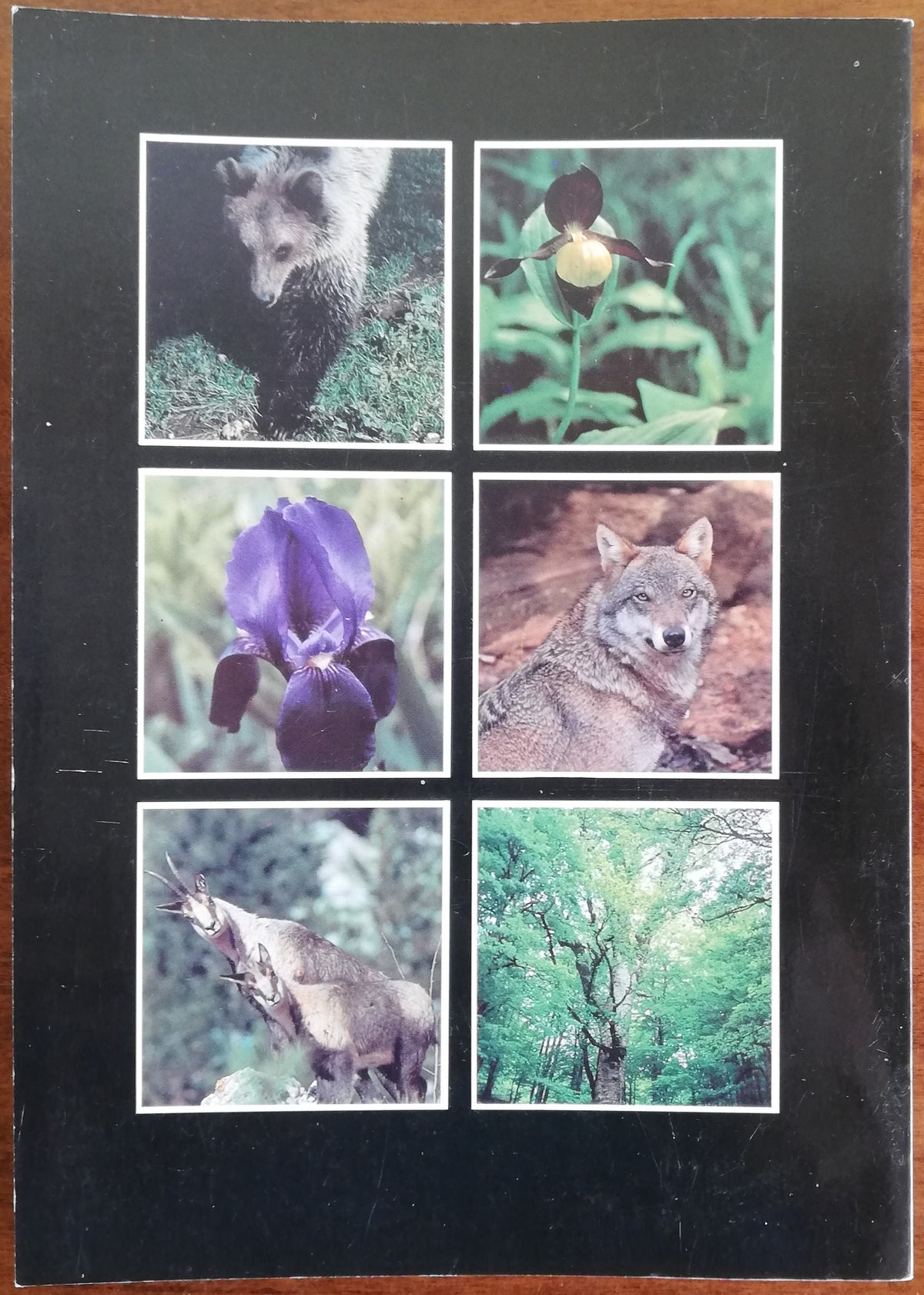 Parco Nazionale d’Abruzzo. Guida illustrata - Libreria Biellese
