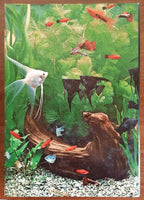 Vita nell’acquario - Libreria Biellese