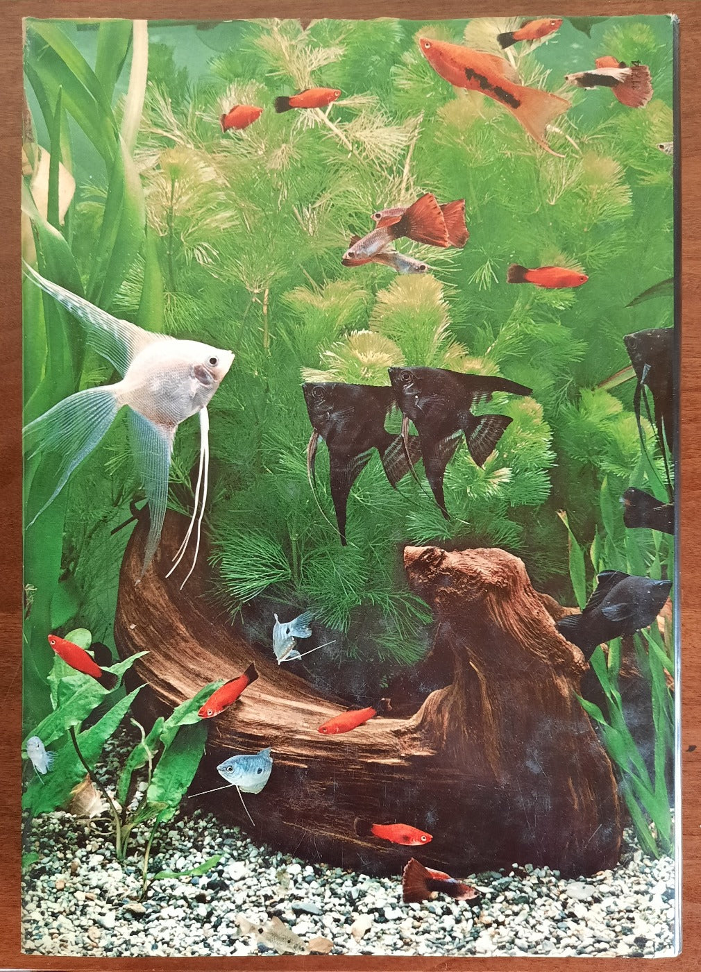 Vita nell’acquario - Libreria Biellese